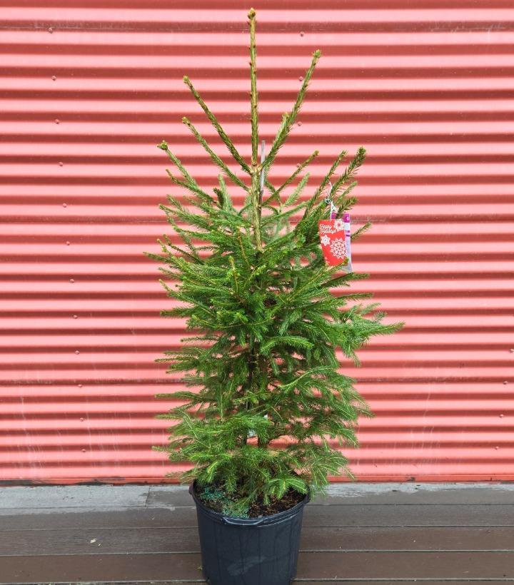 Picea abies #7