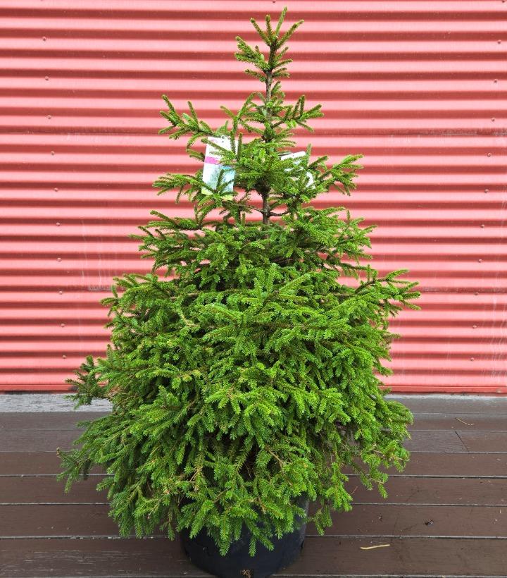 Picea orientalis #7
