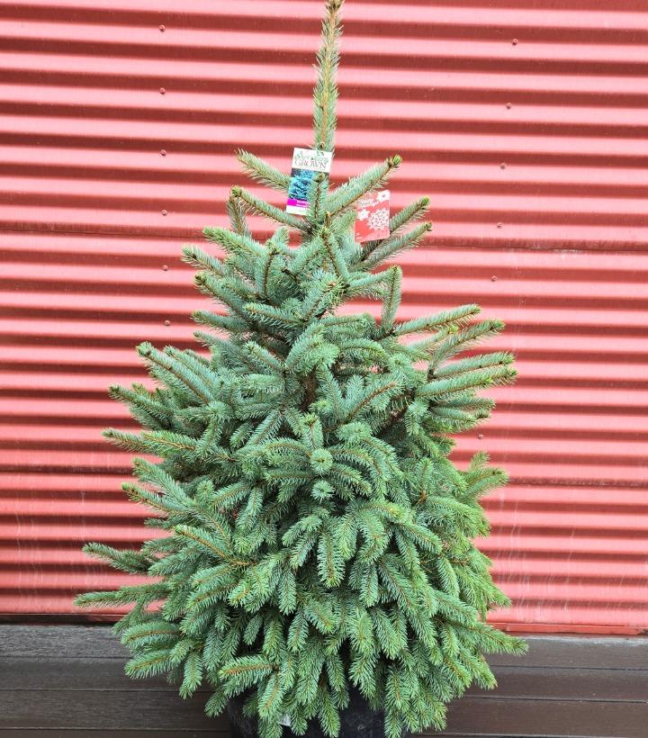 Picea pungens 'Baby Blue' #10