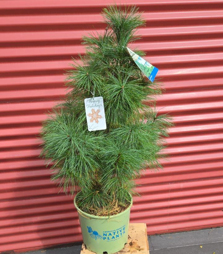 Pinus strobus #3