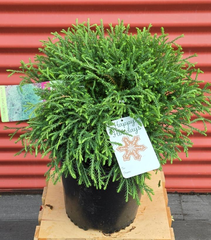 Thuja occidentalis Mr. Bowling Ball® #2