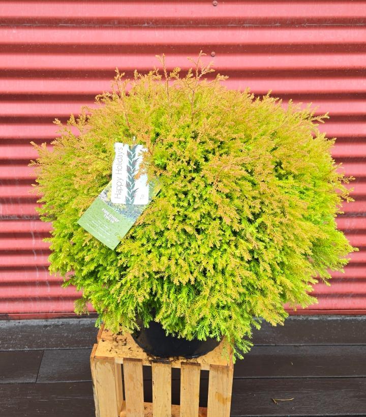 Thuja occidentalis Fire Chief™ #3