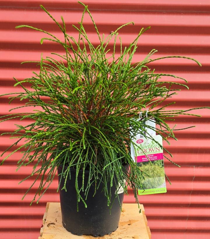 Thuja plicata 'Whipcord' #2