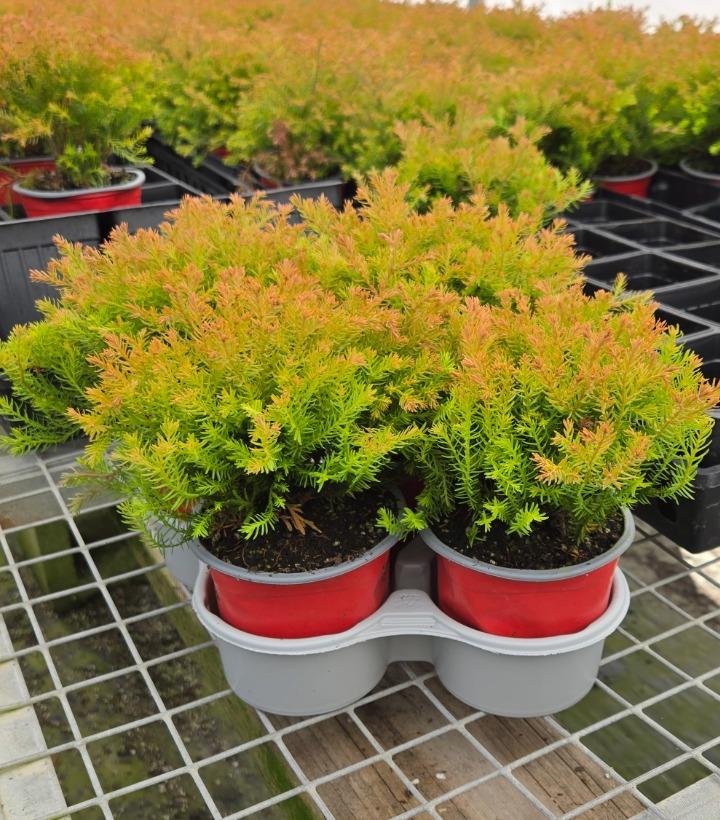 Holiday Quartet Clark's Golden Lights 4/Tray