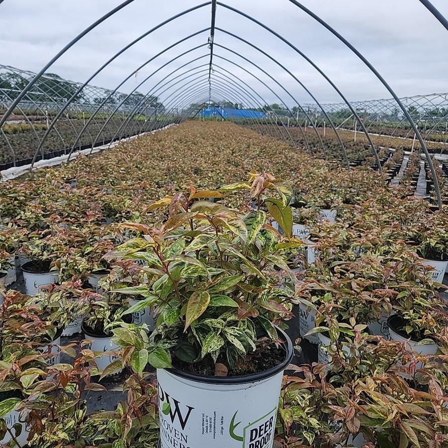 Leucothoe fontanesiana Paisley Pup™