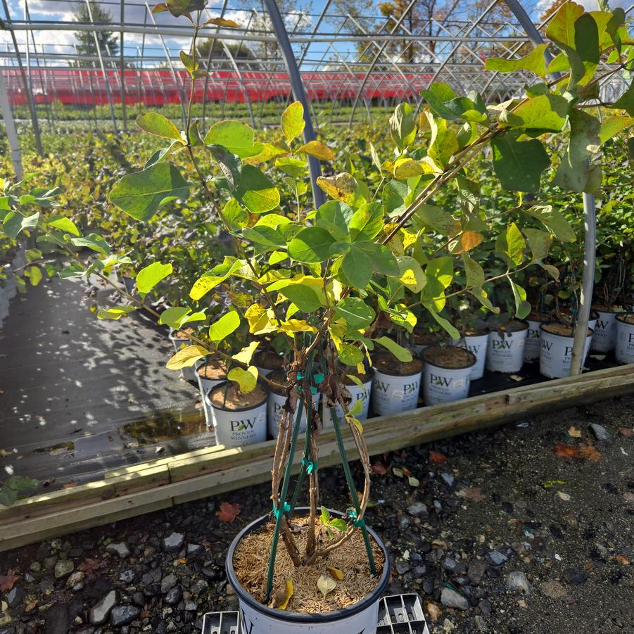 Lonicera reticulata Kintzley's Ghost®