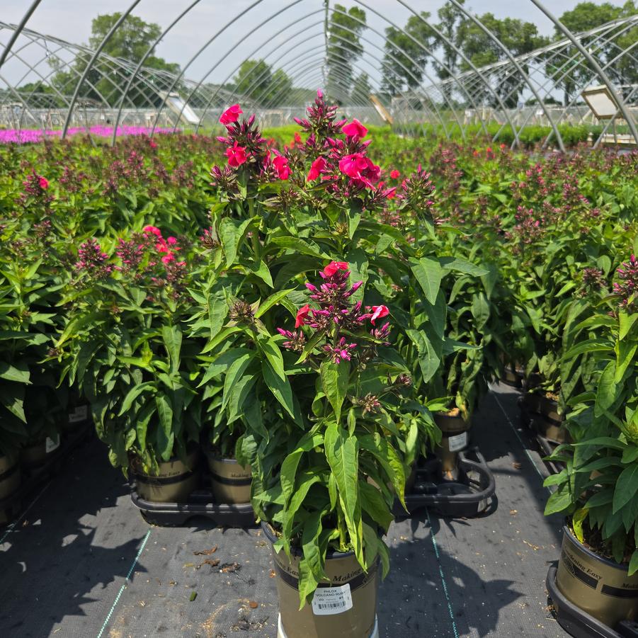 Phlox Volcano® Ruby