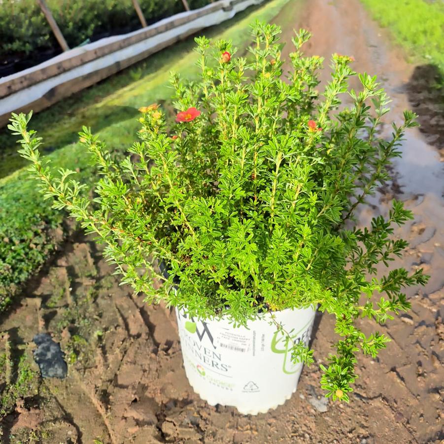 Potentilla fruticosa Happy Face® Orange