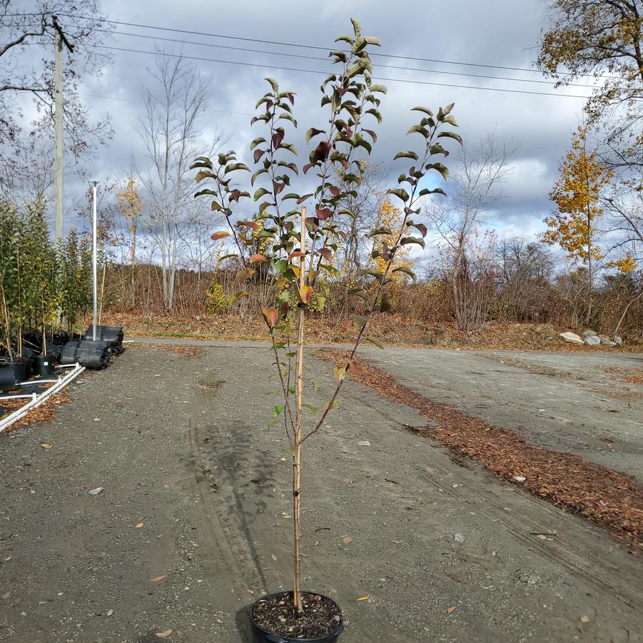 Malus SnowSweet®
