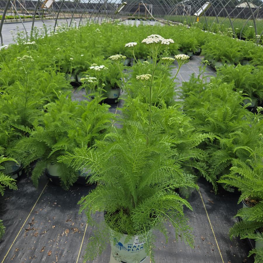 Achillea millefolium 