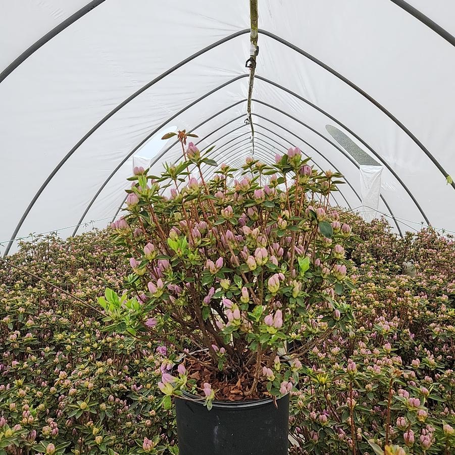 Azalea 'Elsie Lee'