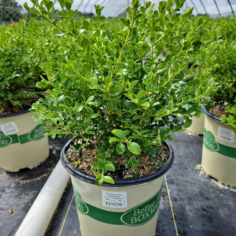 Buxus x Babylon Beauty™