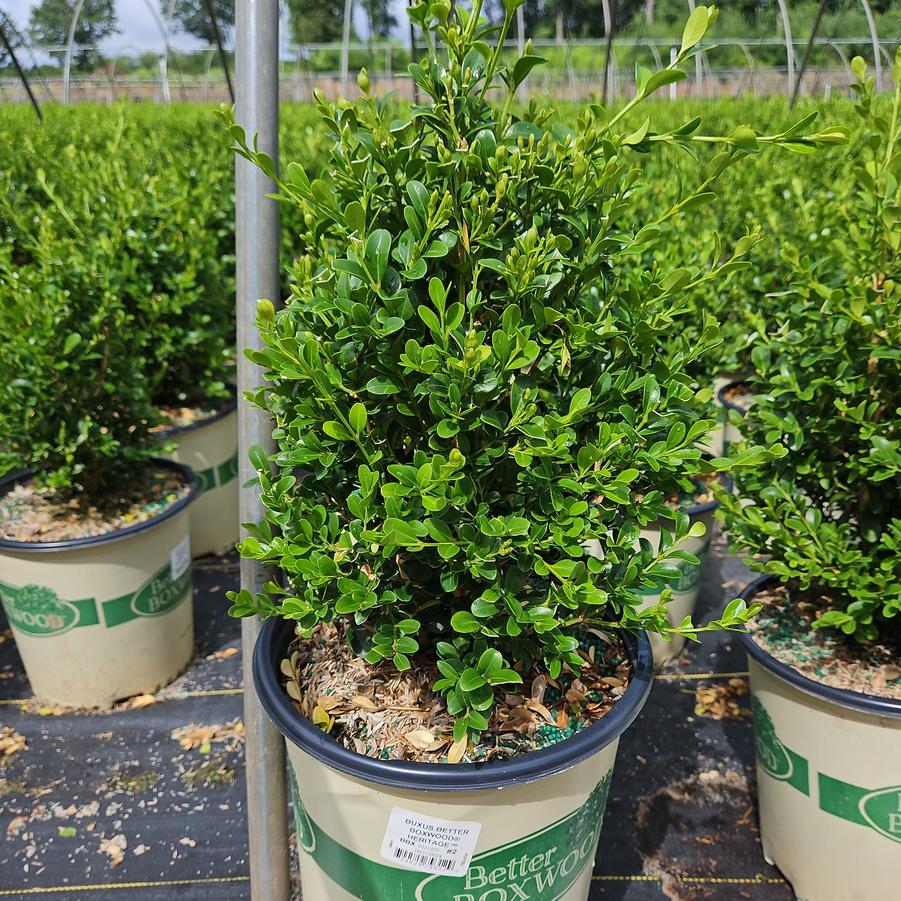Buxus x Heritage™