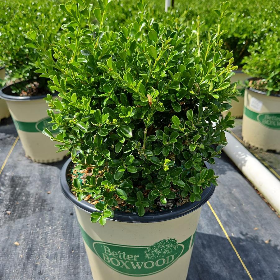 Buxus x Renaissance™