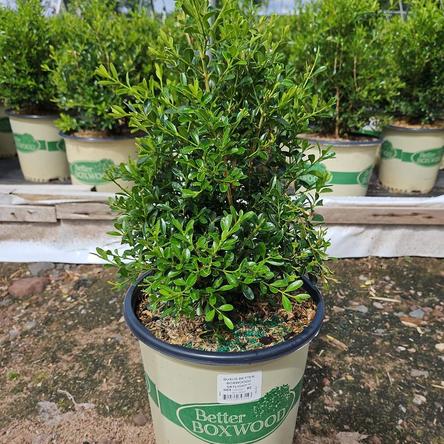 Buxus x Skylight™