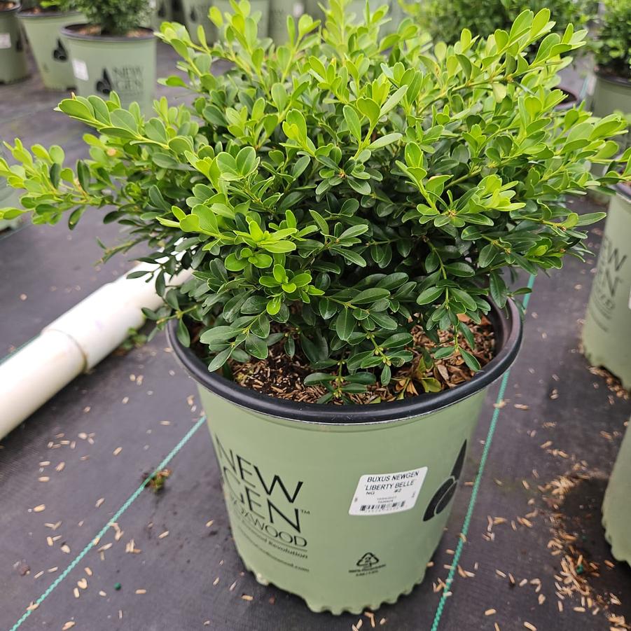 Buxus NewGen Liberty Belle™