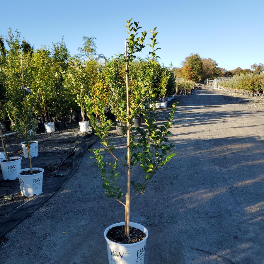 Styrax x japonicus Starway To Heaven™