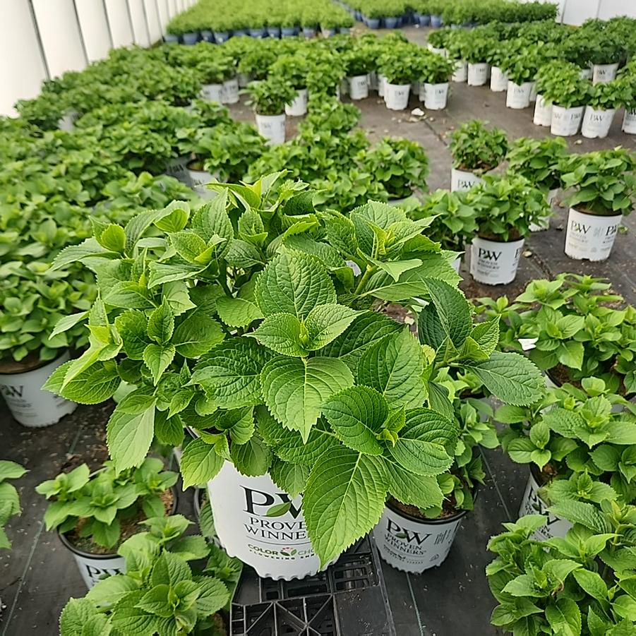 Hydrangea macrophylla Wee Bit Innocent™
