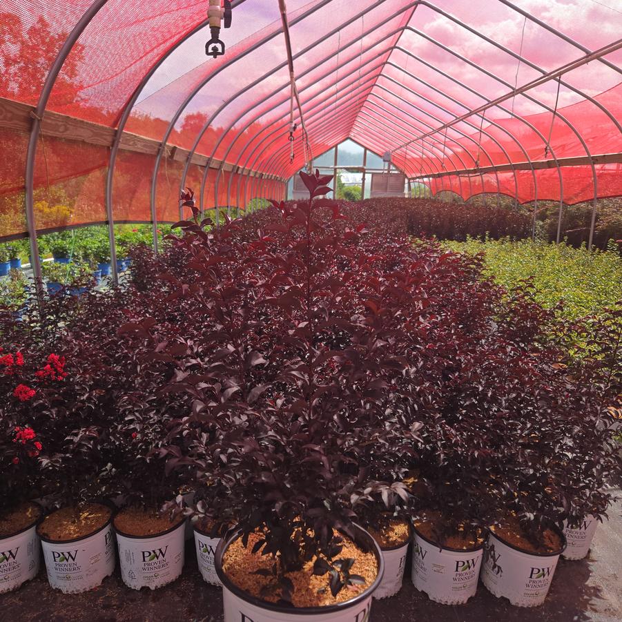 Lagerstroemia indica Center Stage® Red