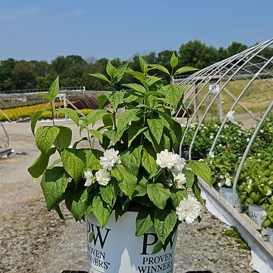 Philadelphus coronarius Illuminati Spice™
