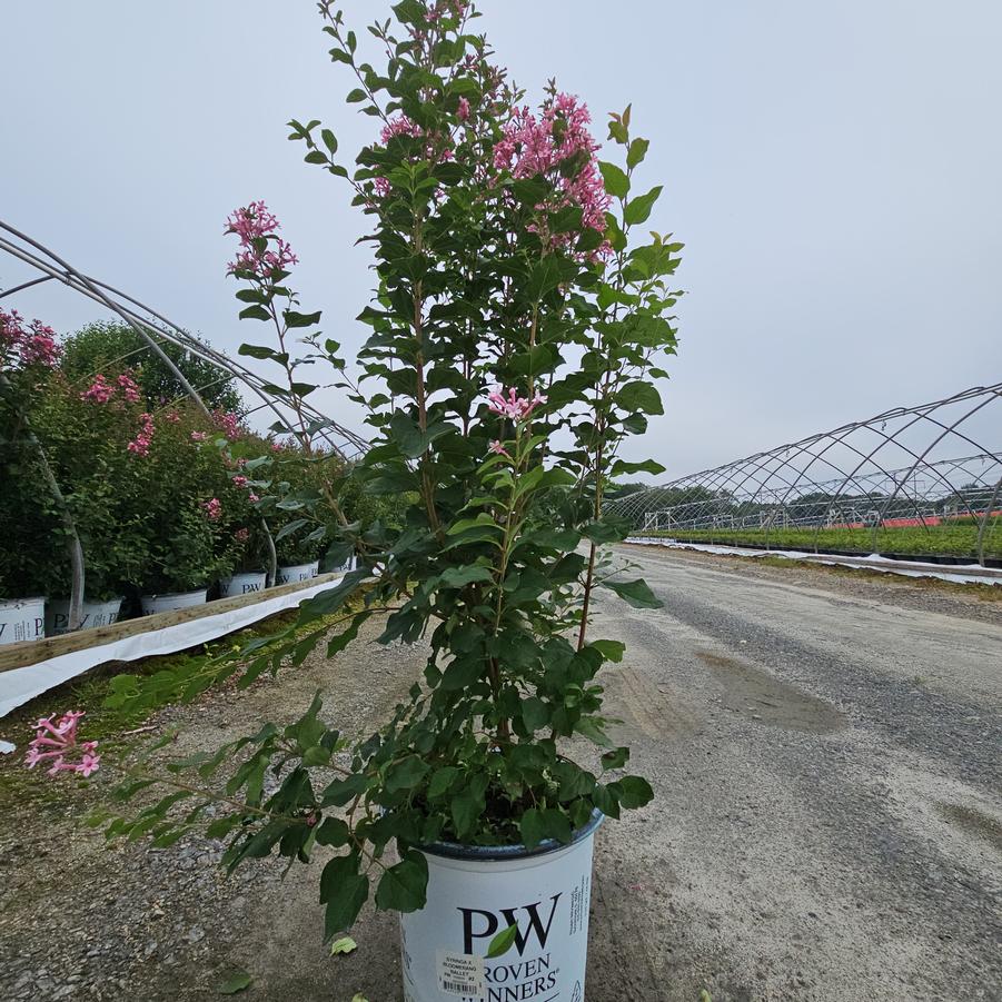 Syringa x Bloomerang Ballet®