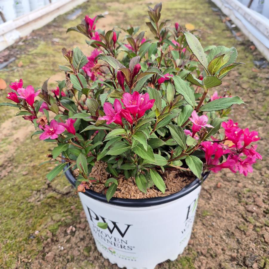 Weigela florida Sonic Bloom® Punch