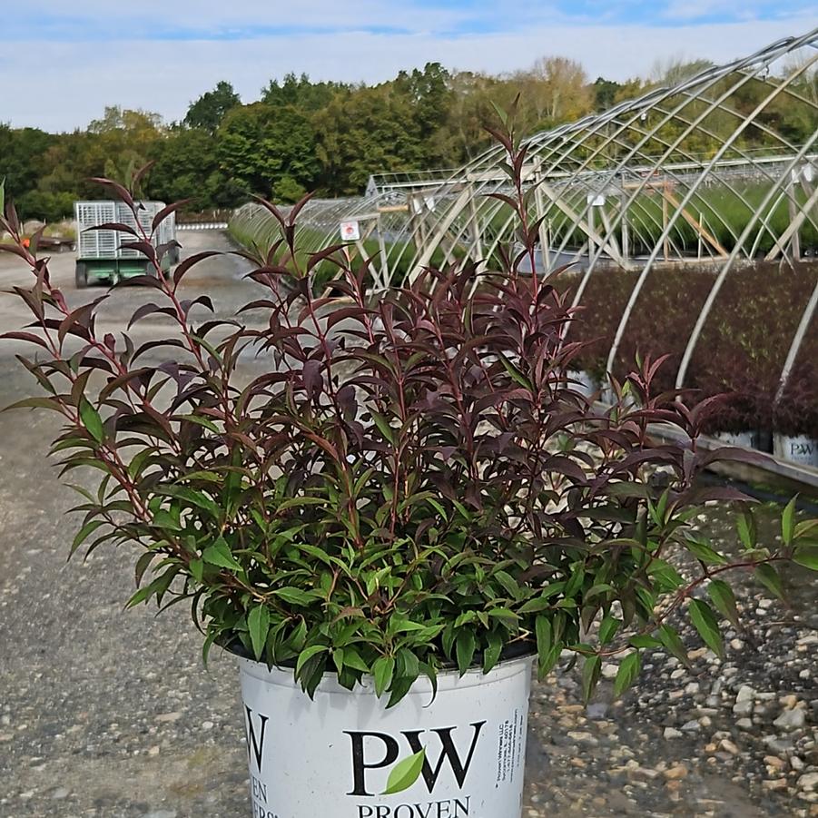 Deutzia x Yuki Kabuki™