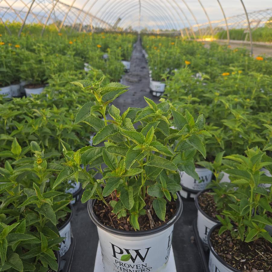 Heliopsis helianthoides 'Rays for Days'