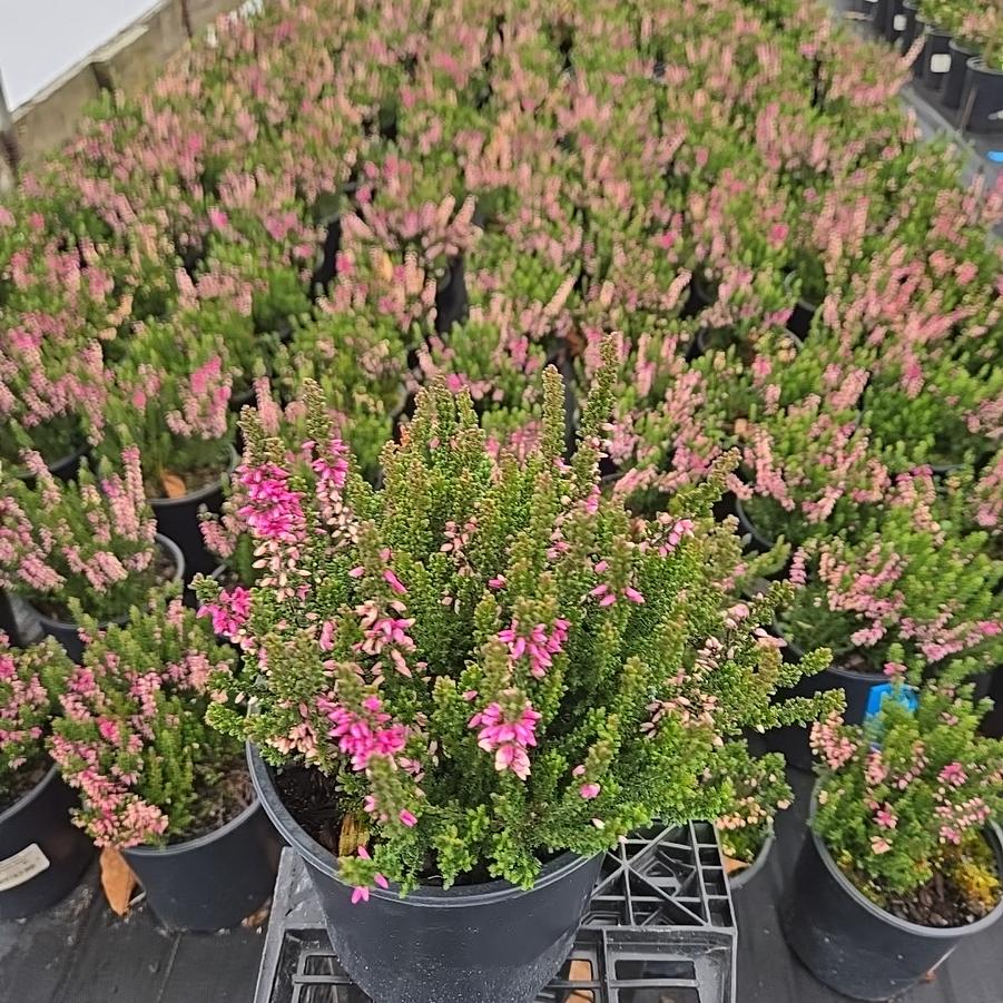 Calluna vulgaris Beauty Ladies® - Pink