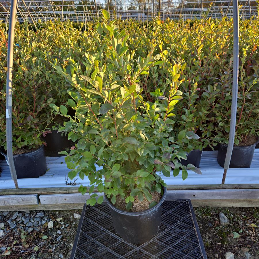 Vaccinium corymbosum 'Blue Ribbon'