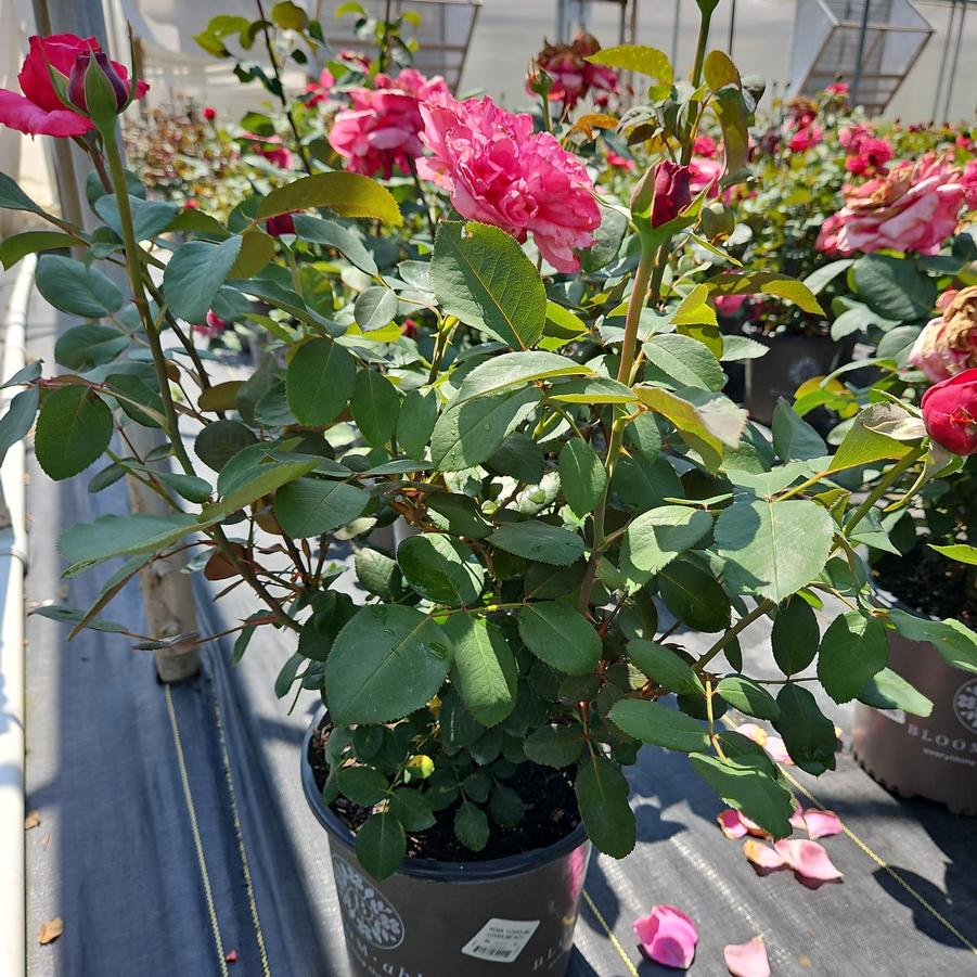 Rosa Loves Me, Loves Me Not™