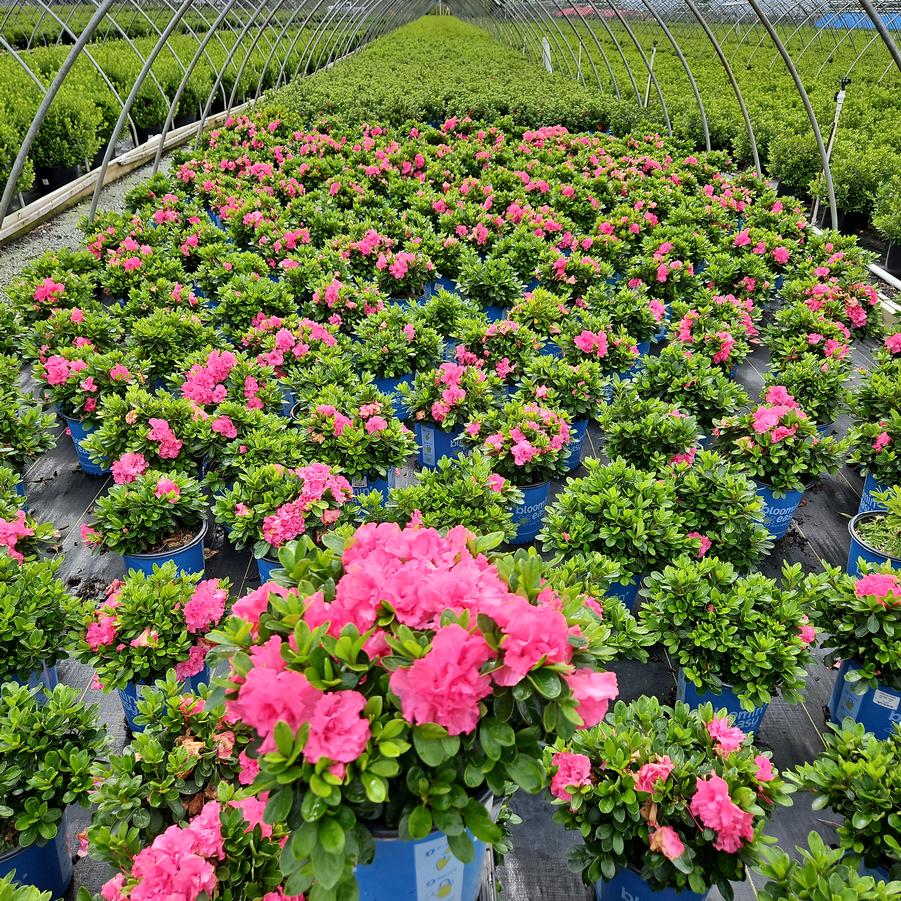 Azalea Ever After™ Ruby