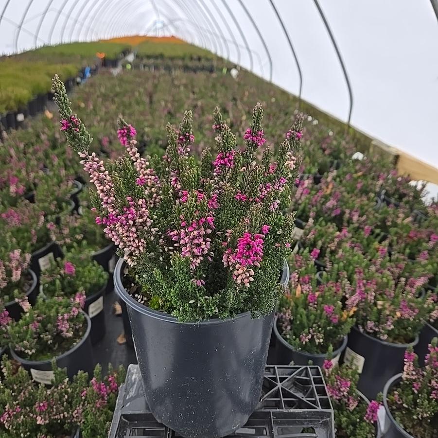 Calluna vulgaris Beauty Ladies® - Purple