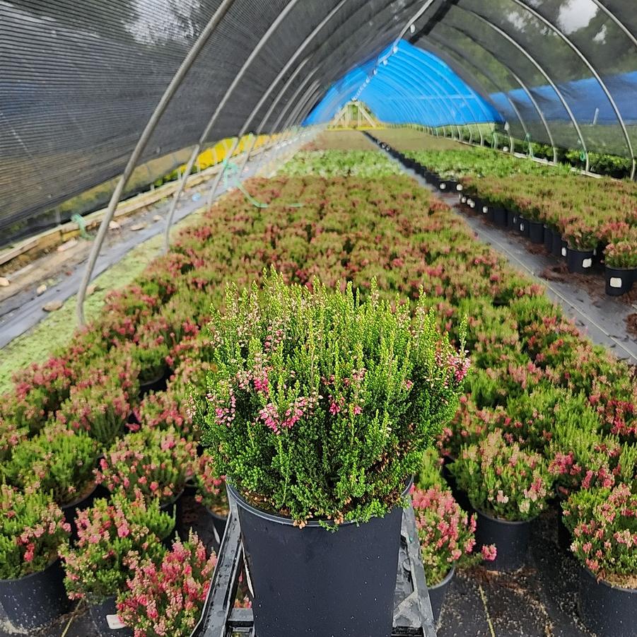 Calluna vulgaris Beauty Ladies® Scarlet