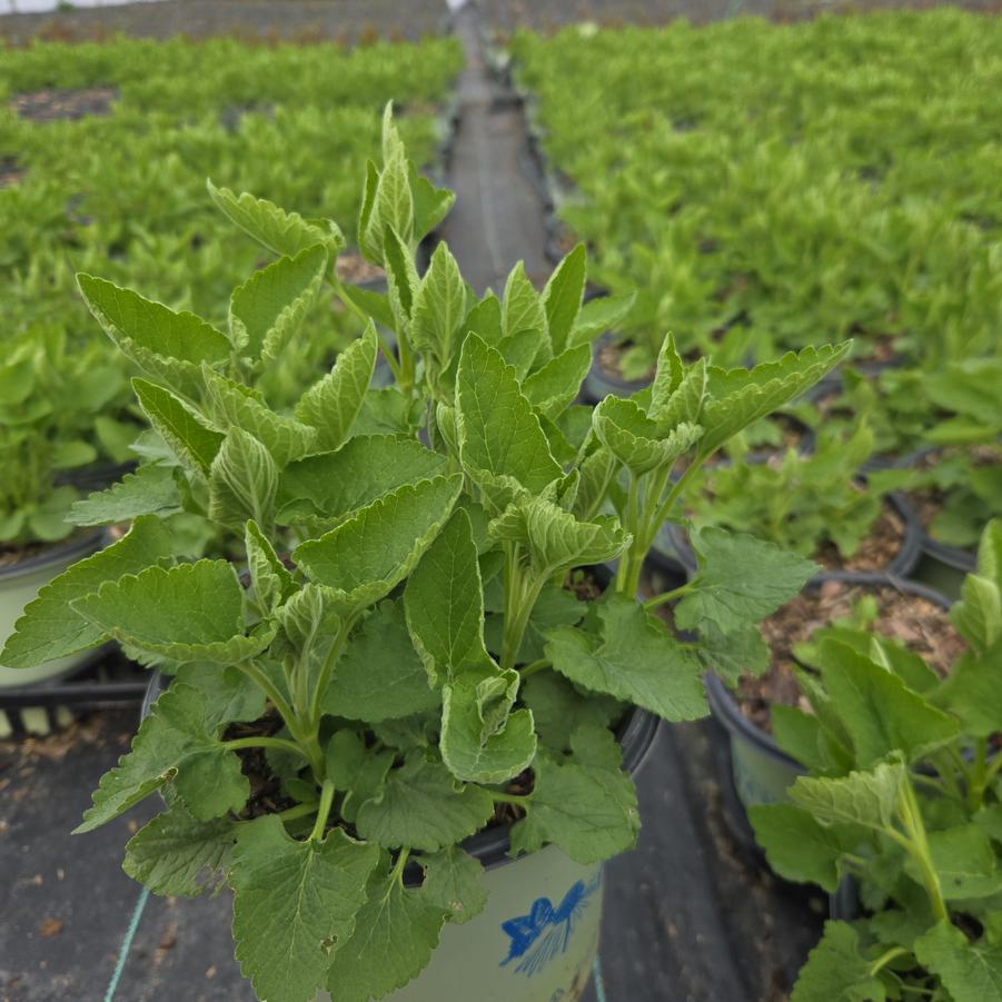 Scutellaria incana 'Prairie Snow'