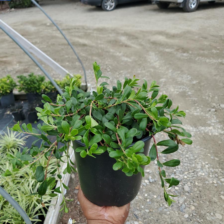 Arctostaphylos uva-ursi 'Massachusetts'