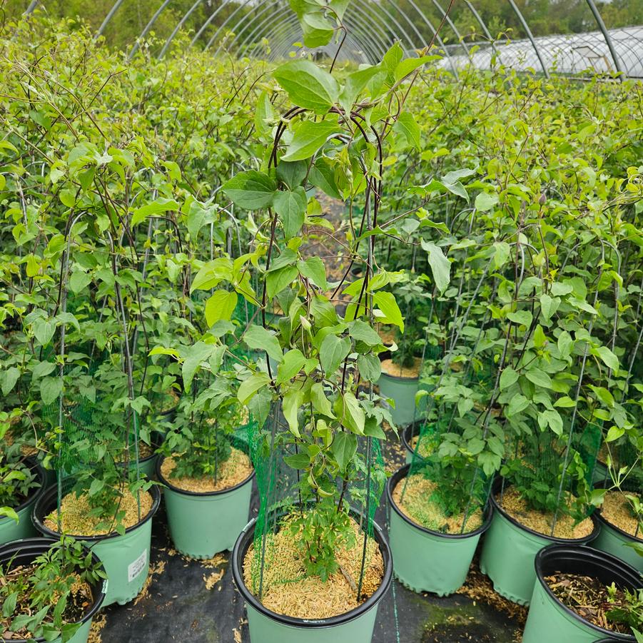 Clematis Boulevard® Ravel™