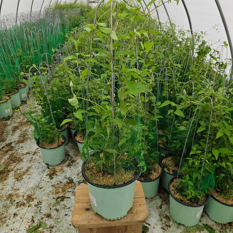 Clematis Tumanini™