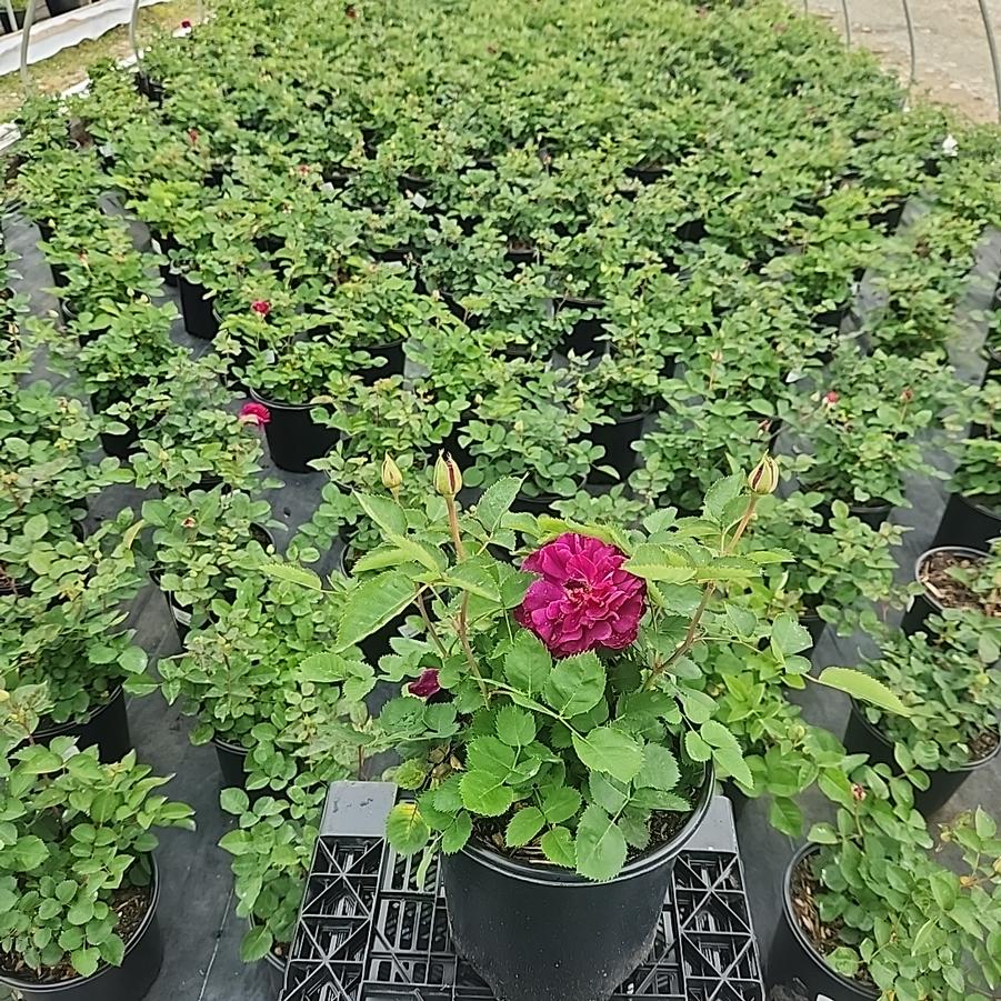 Rosa Showpiece™ Purple