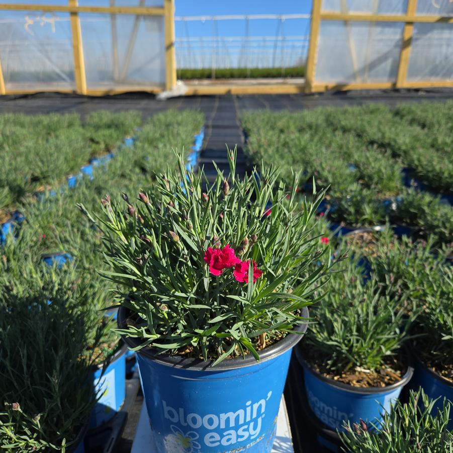 Dianthus gratianopolitanus Glamour Time™
