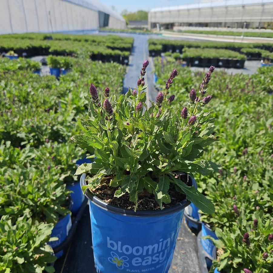 Salvia nemorosa Perpetual Purple™