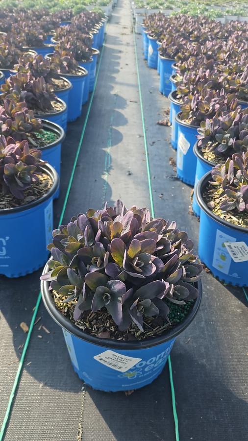 Sedum x Puff Pastry™ 'Raspberry'