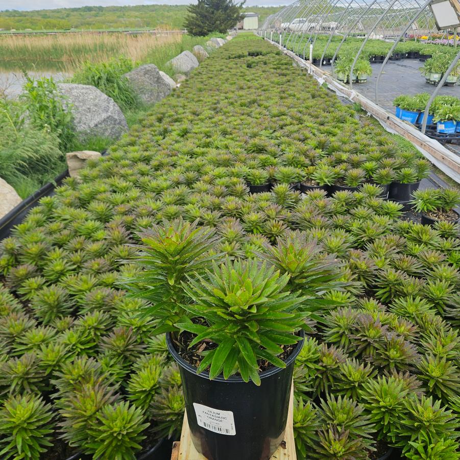Lilium asiatic Fantasiatic Orange