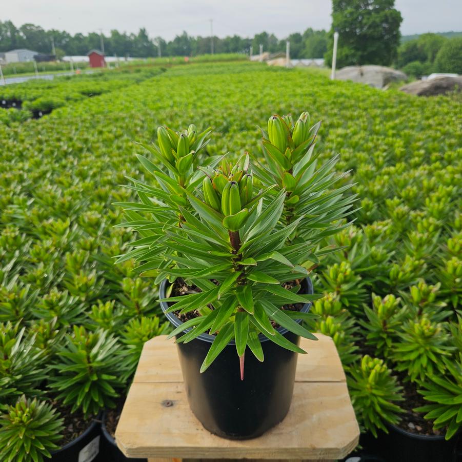 Lilium asiatic Fantasiatic Red