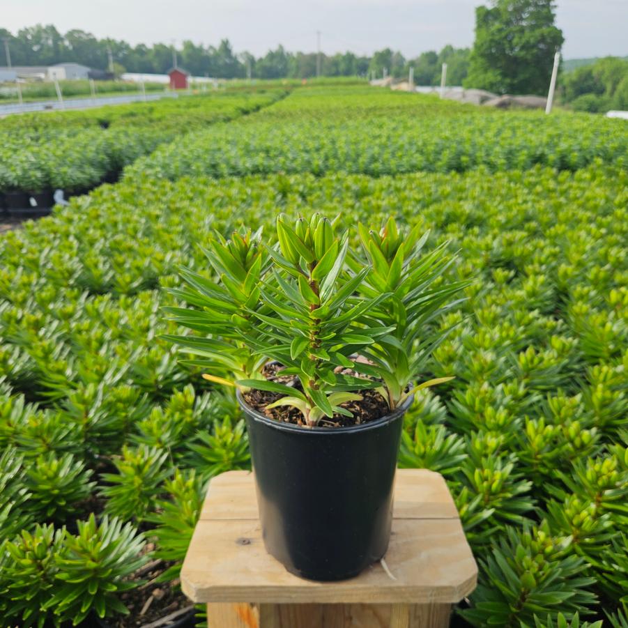 Lilium asiatic Fantasiatic Yellow