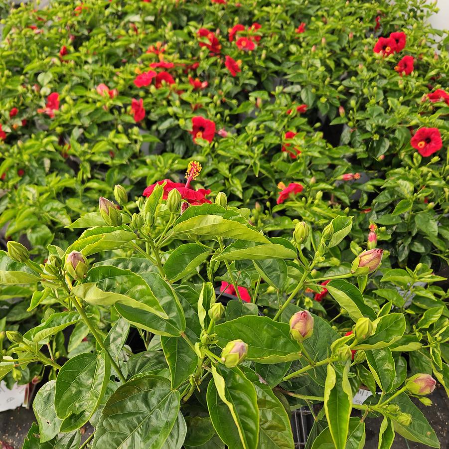 Hibiscus rosa-sinensis Hollywood Hibiscus® Hot Shot™