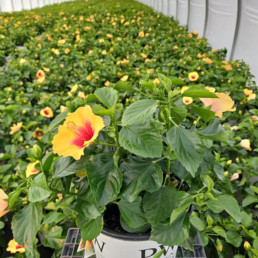 HIbiscus rosa-sinensis Hollywood Hibiscus® Rico Suave™