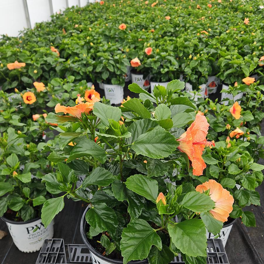 Hibiscus rosa-sinensis Hollywood Hibiscus® Sunset Boulevard™