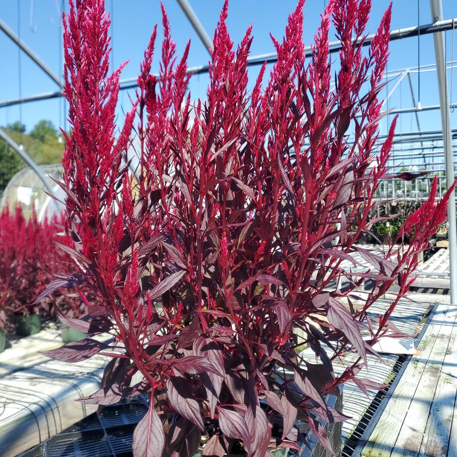 Celosia 'Floriosa Red Dark Leaf'