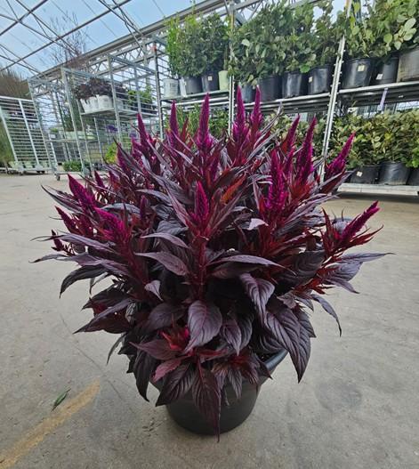 Celosia 'Kelos Fire Purple'